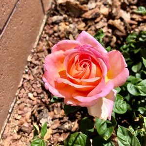 Meet your Posher, Tasha